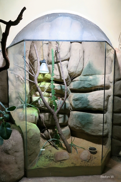 Enclosure of veiled chameleon