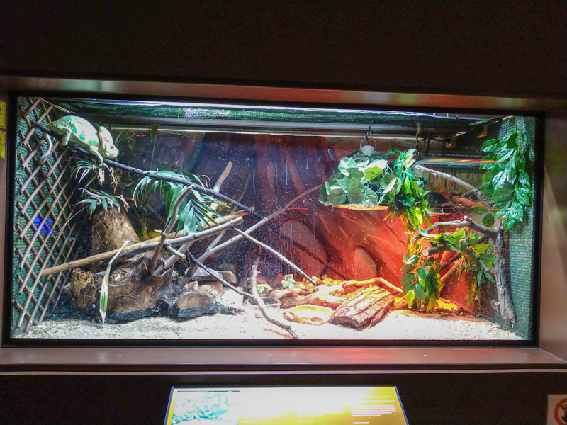 enclosure of veiled chameleon
