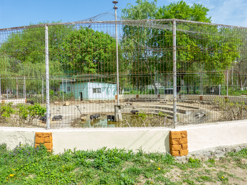 enclosure of Vietnamese pot-bellied