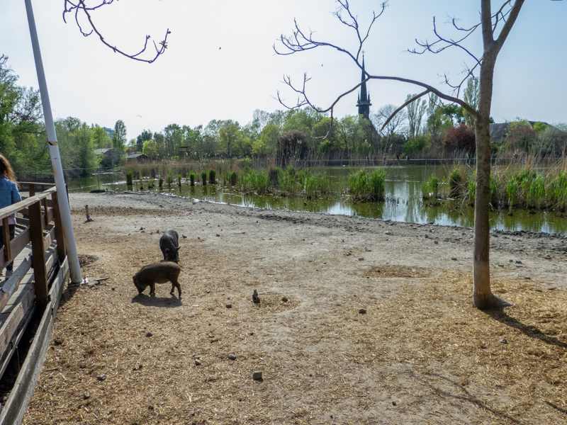 Enclosure of Vietnamese pot-bellied
