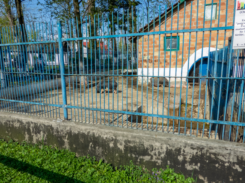 Enclosure of  Vietnamese pot-bellied