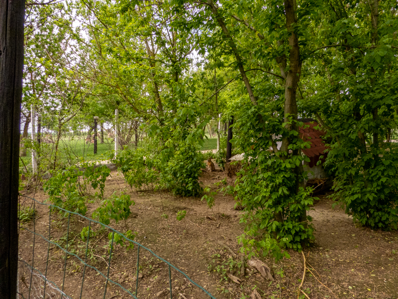 enclosure of wallabies