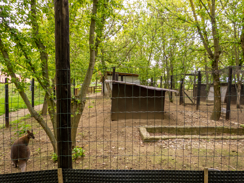 enclosure of wallabies
