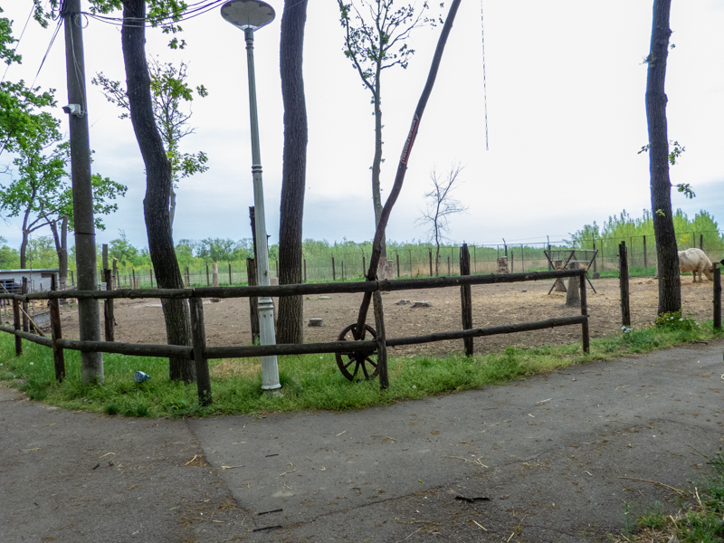 enclosure of water buffalo