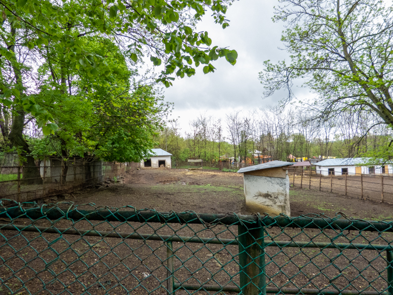 enclosure of water buffalo