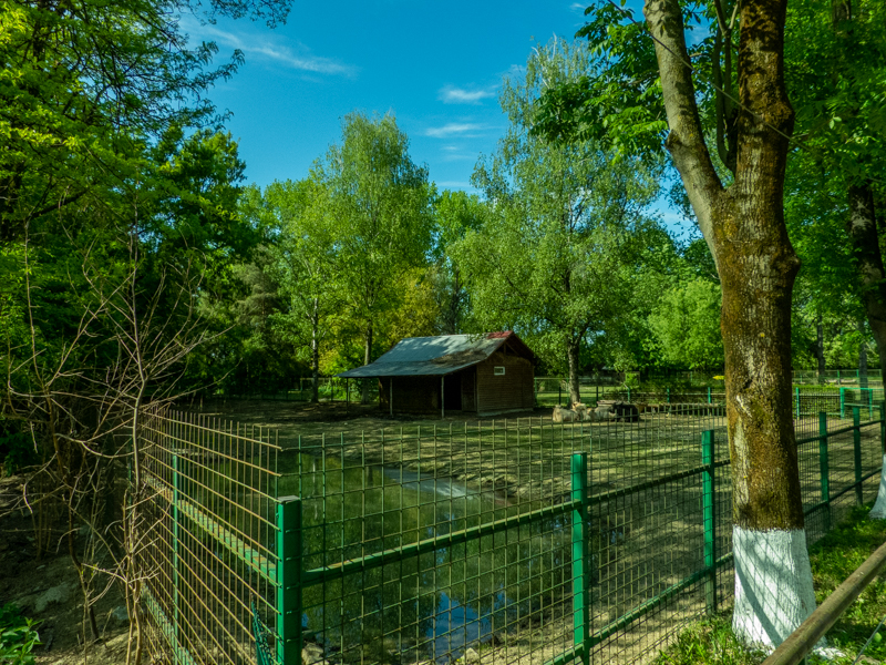 enclosure of water buffalo