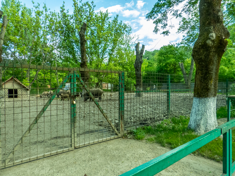 enclosure of wild boar