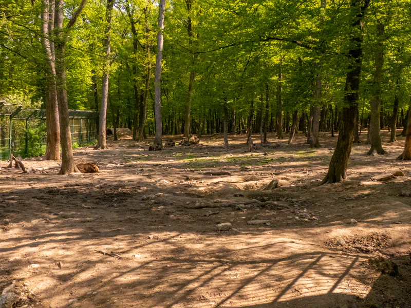 enclosure of wolves and bears