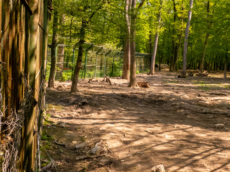 enclosure of wolves and bears