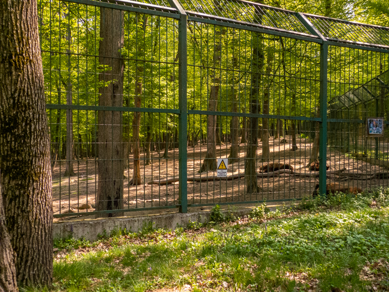 enclosure of wolves and bears