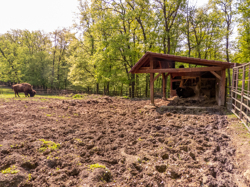 enclosure of wood bison