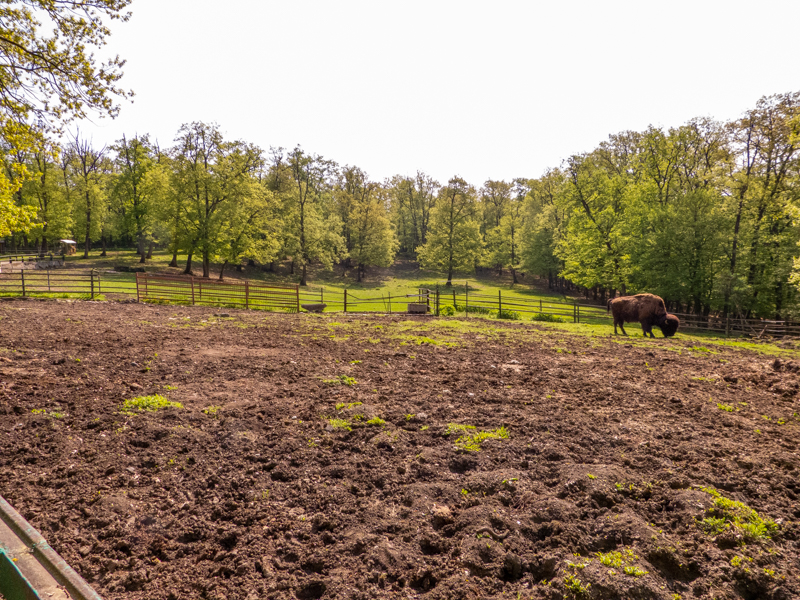 enclosure of wood bison