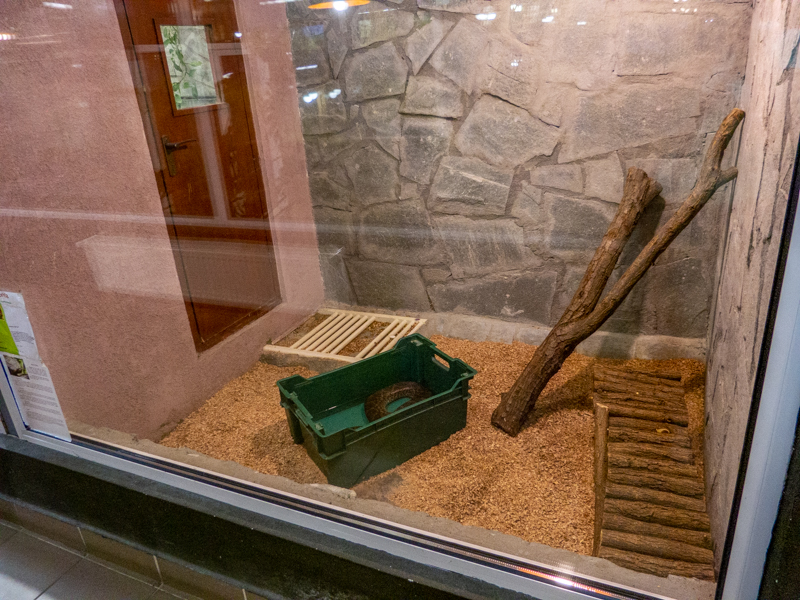 enclosure of yellow anaconda