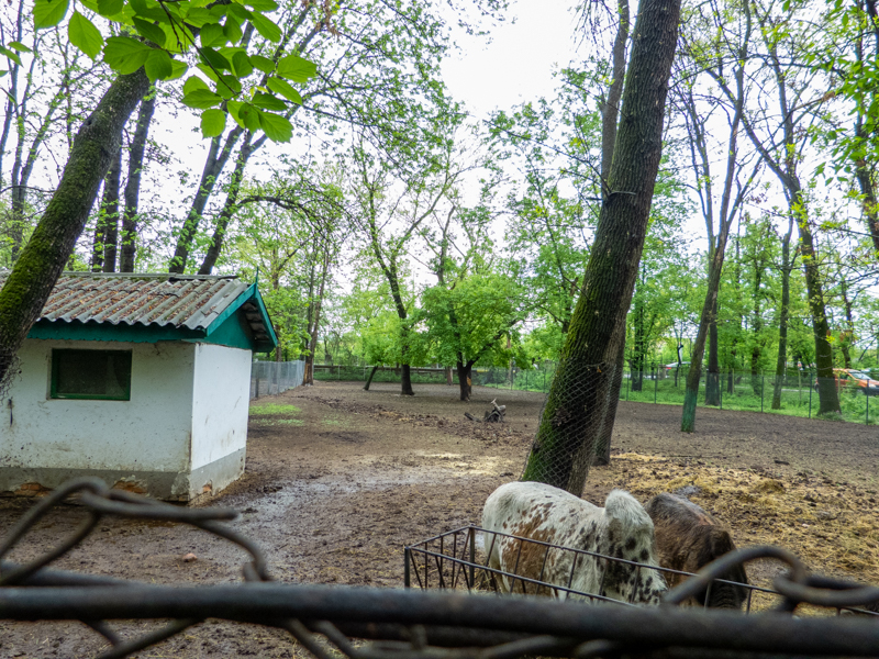 enclosure of zebu