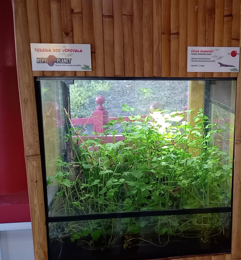 Enclosure Okinawa sword-tailed newt