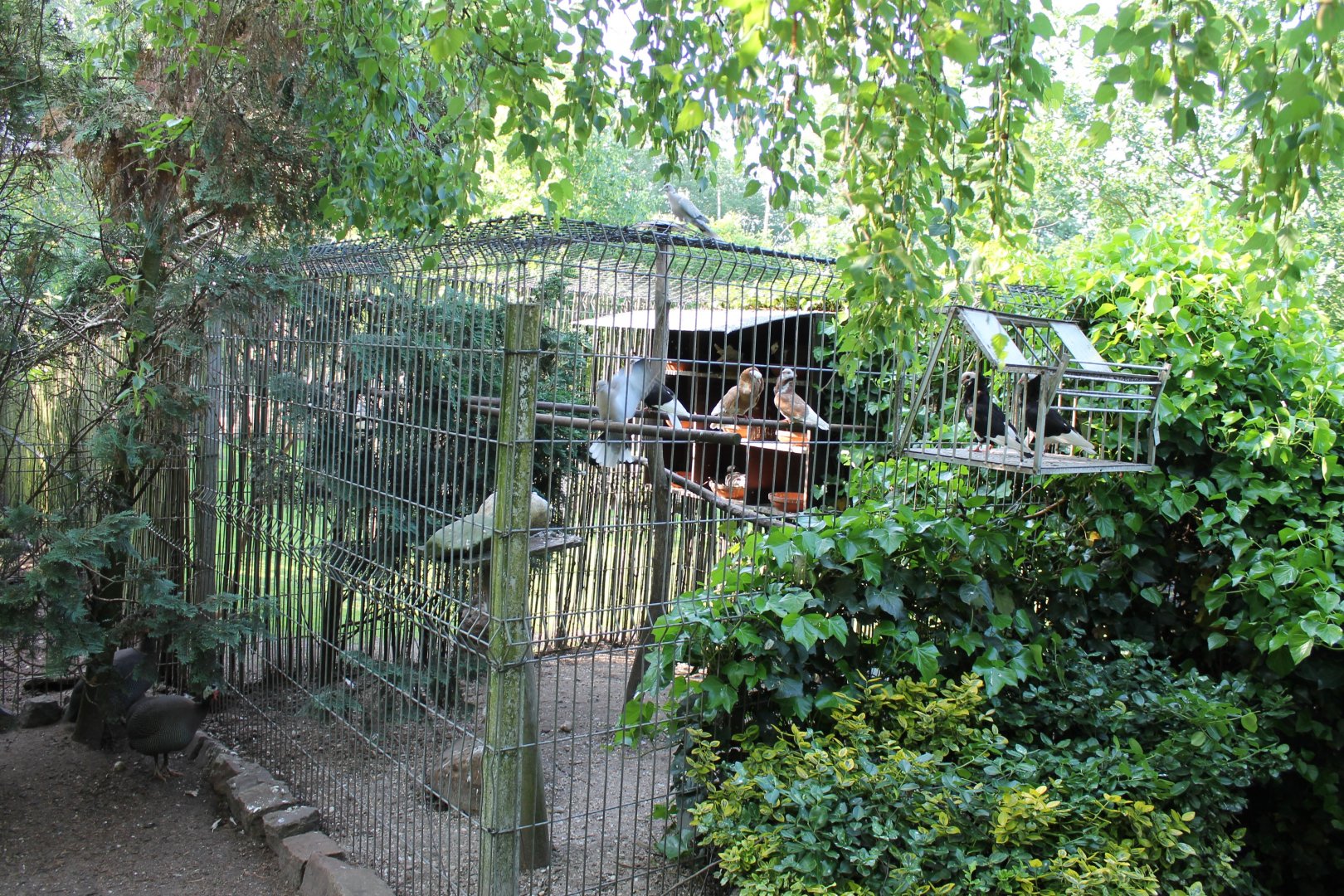 Enclosure Old Dutch capuchine