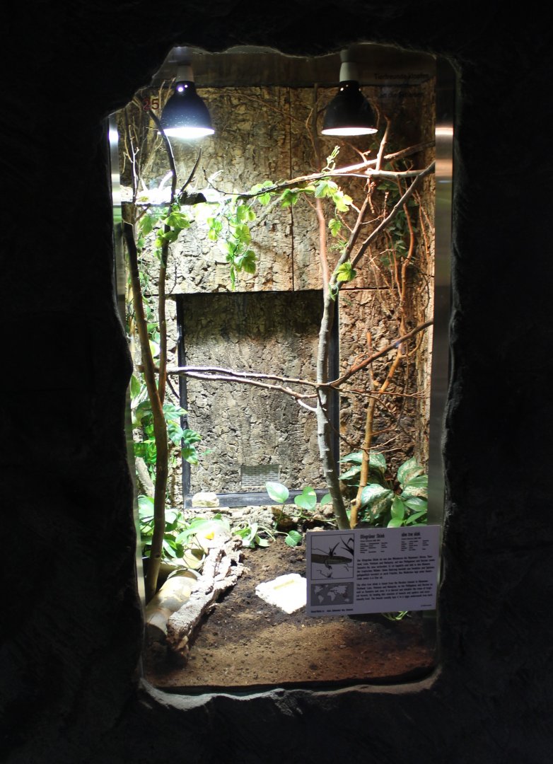 Enclosure Olive tree skink