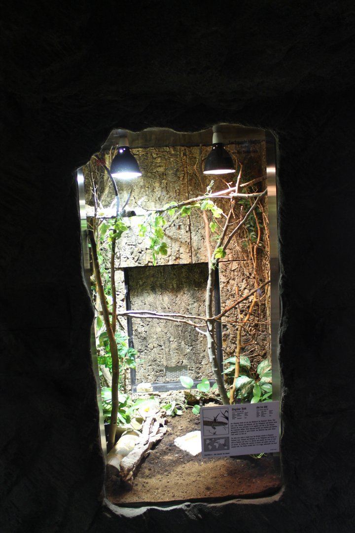 Enclosure Olive tree skink