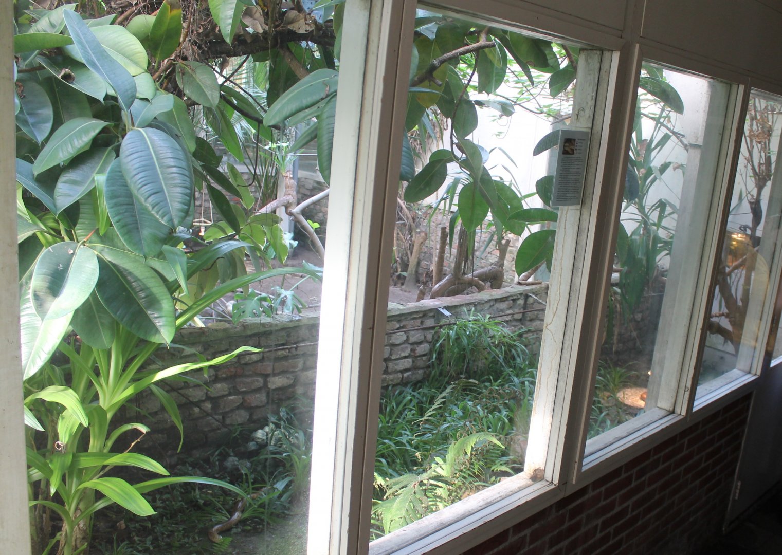 Enclosure Ophisaurus apodus