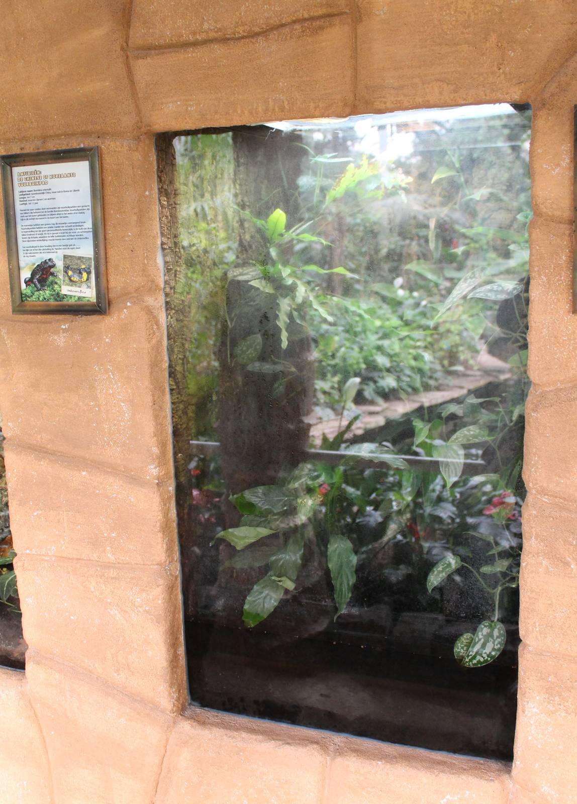 Enclosure Oriental fire-bellied toad
