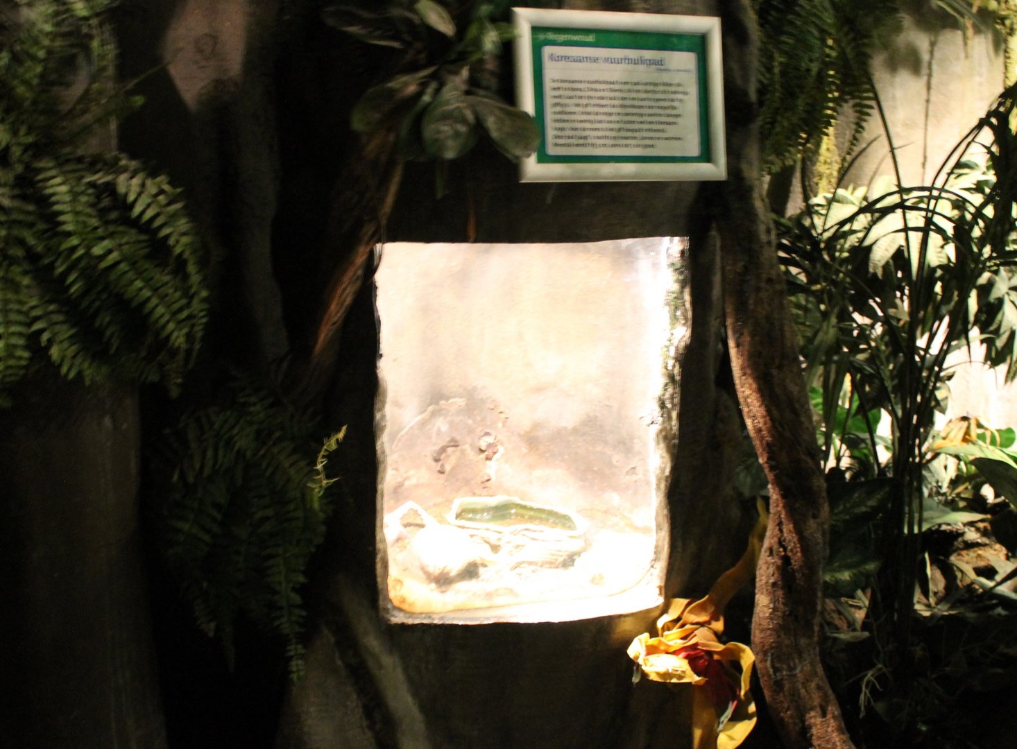 Enclosure Oriental fire-bellied toad