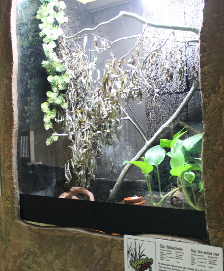 Enclosure Oriental fire-bellied toad
