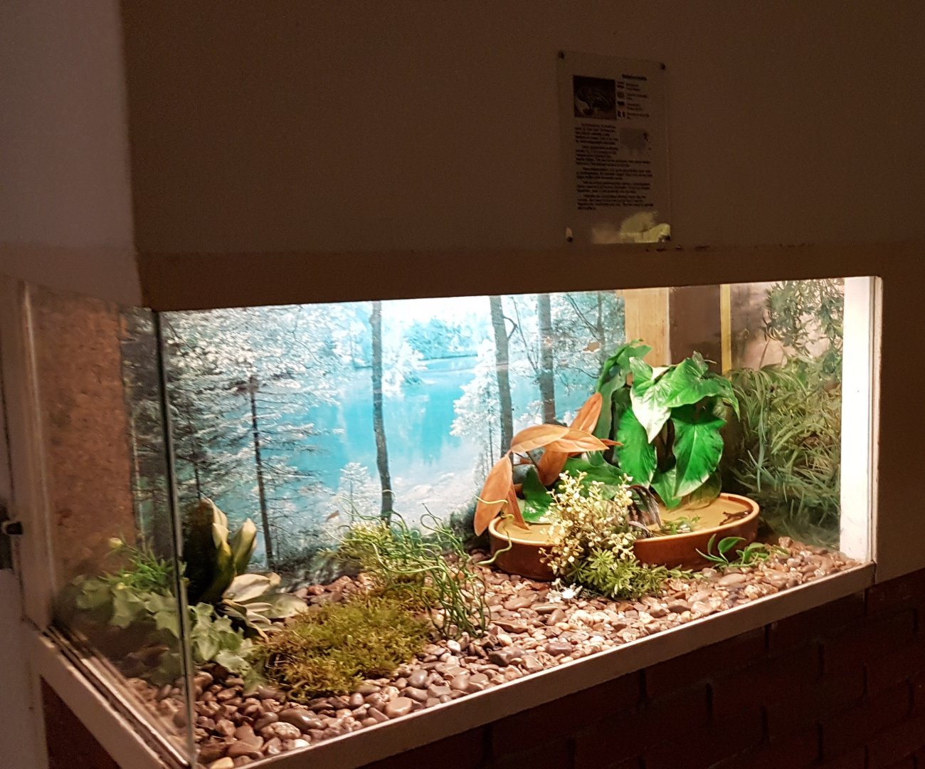 Enclosure Oriental fire-bellied toad