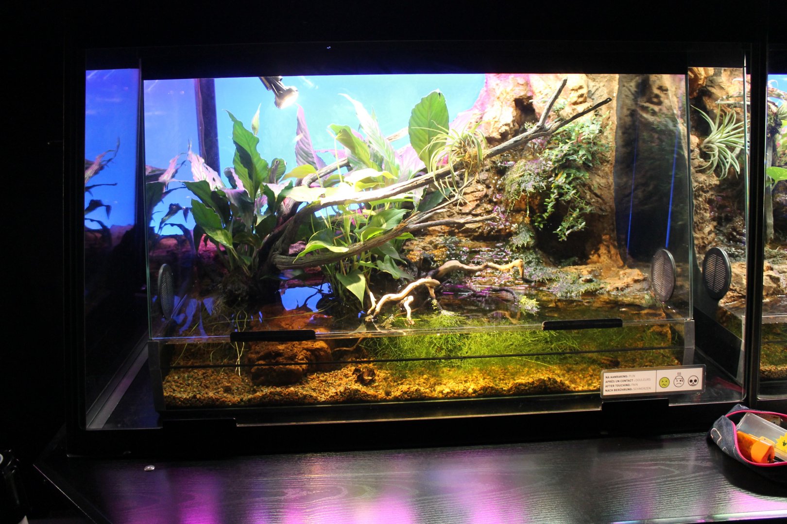 Enclosure Oriental fire-bellied toad