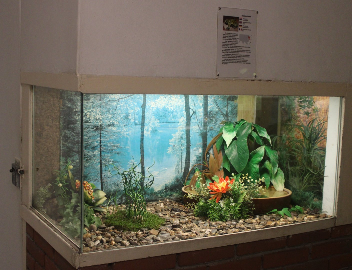 Enclosure Oriental fire-bellied toad