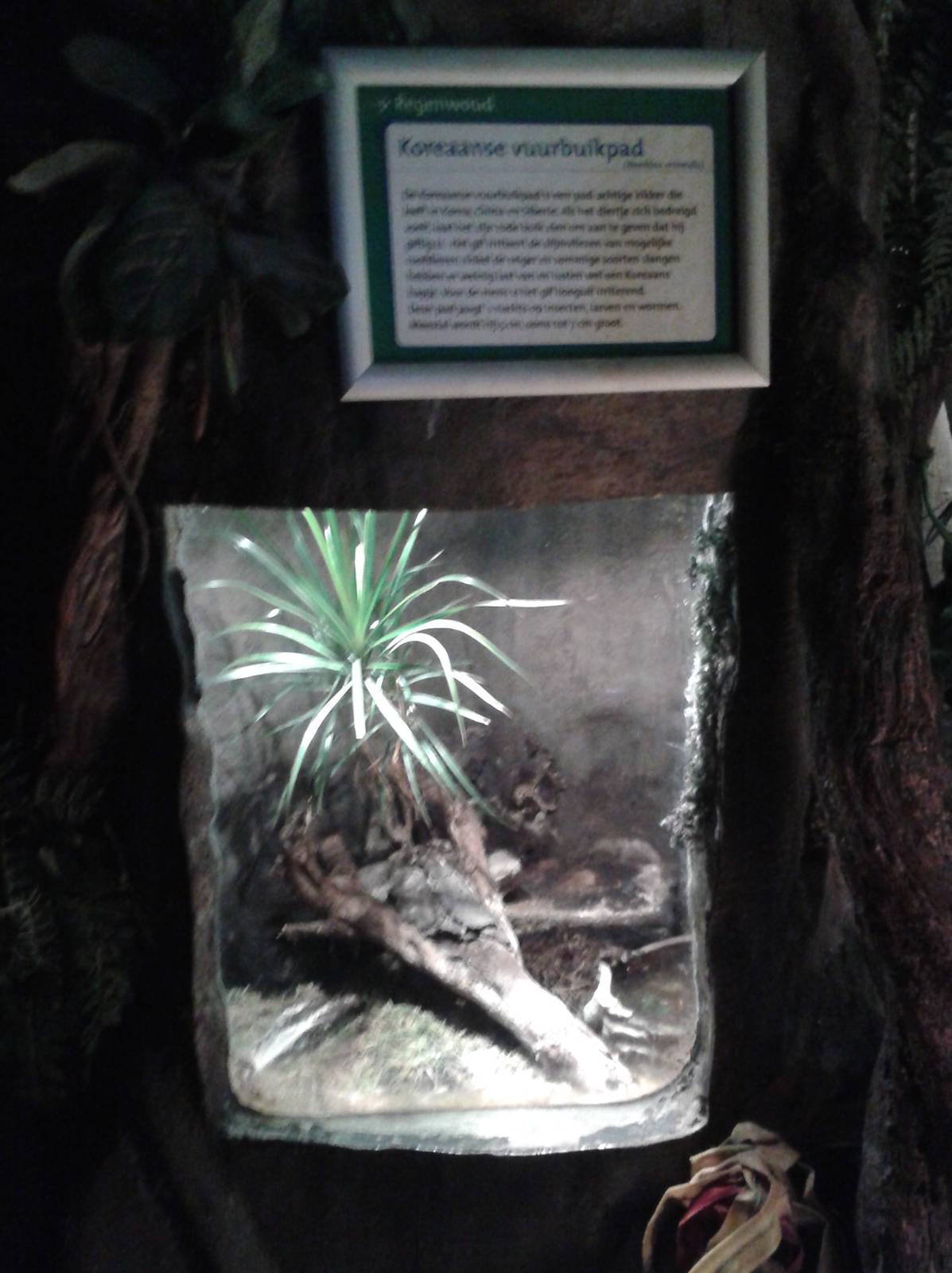 Enclosure Oriental fire-bellied toads