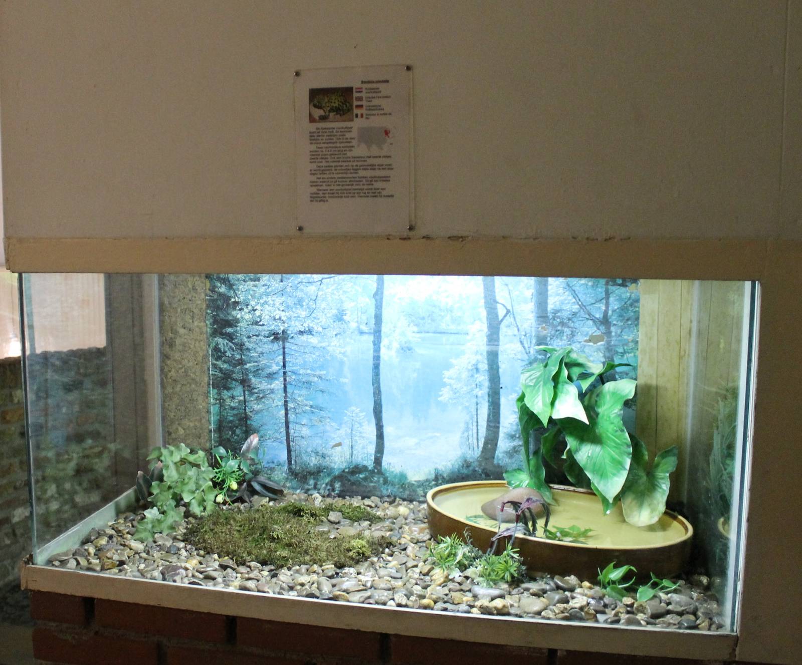 Enclosure Oriental fire-bellied toan