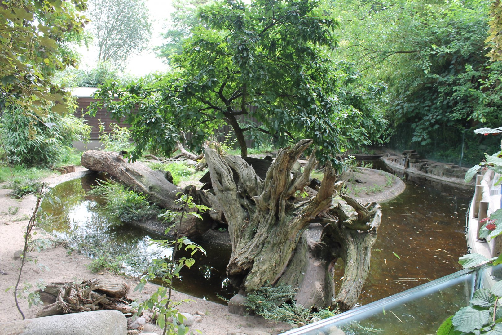 Enclosure Oriental small-clawed otter