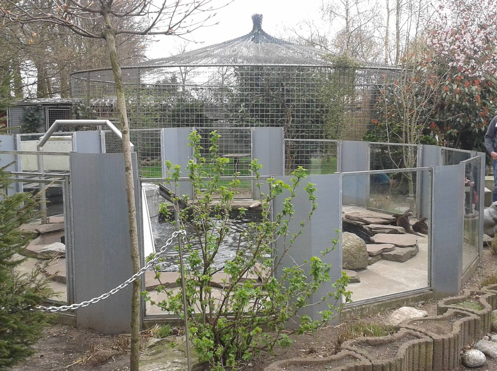 Enclosure Oriental small-clawed otters