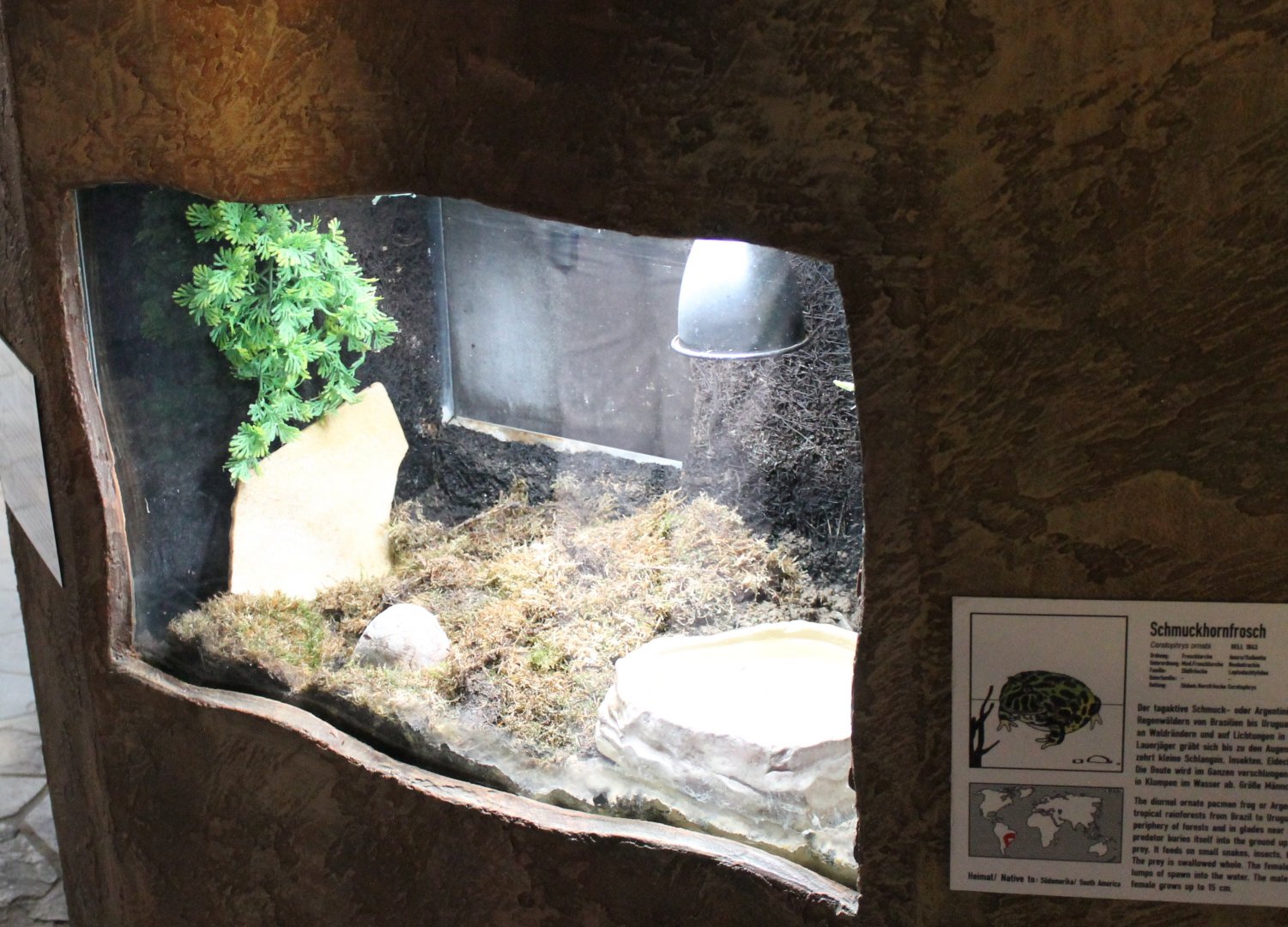 Enclosure Ornate horned frog