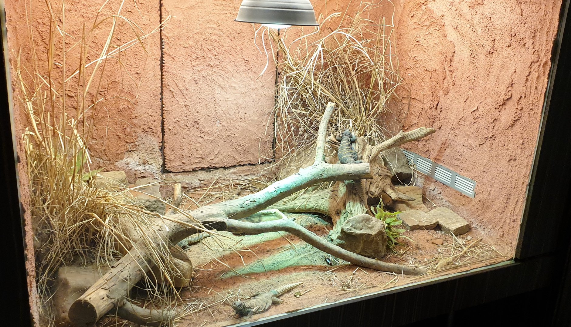 Enclosure Ornate mastigure