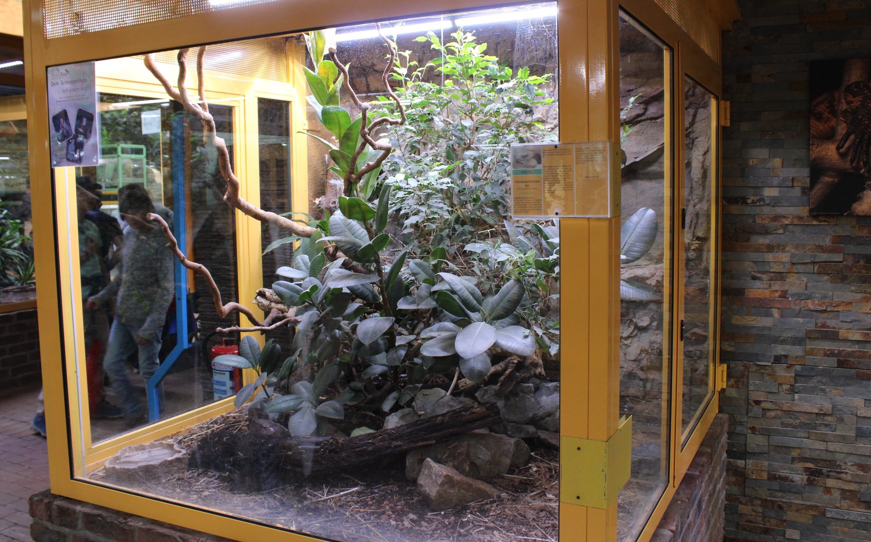 Enclosure Orthriophis teaniurus ridleyi