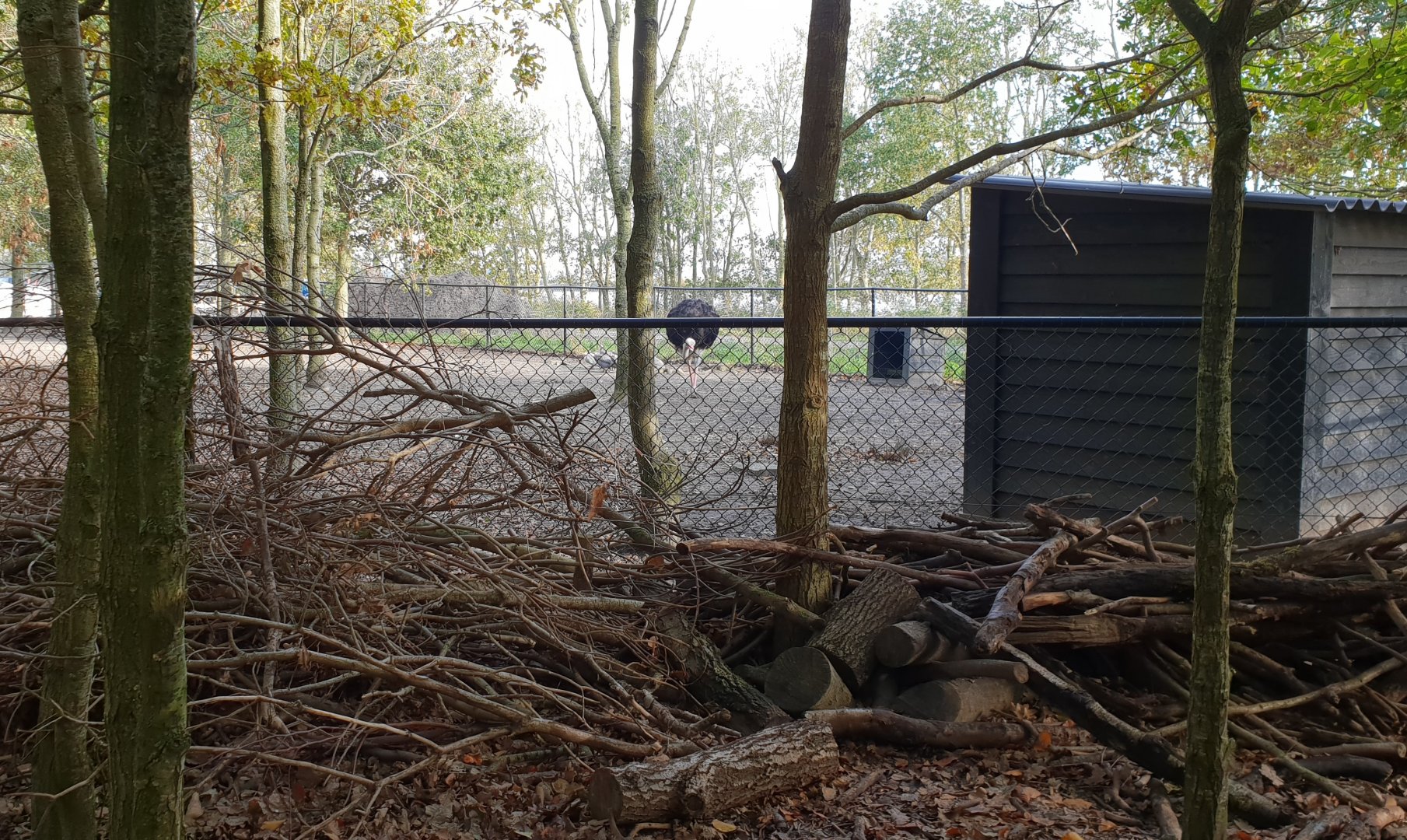 Enclosure Ostrich