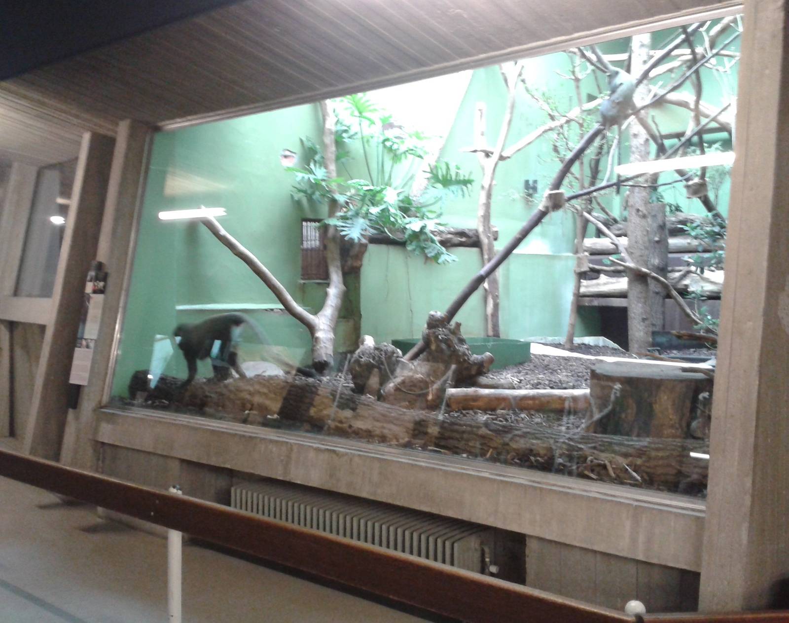 Enclosure Owl-faced monkeys