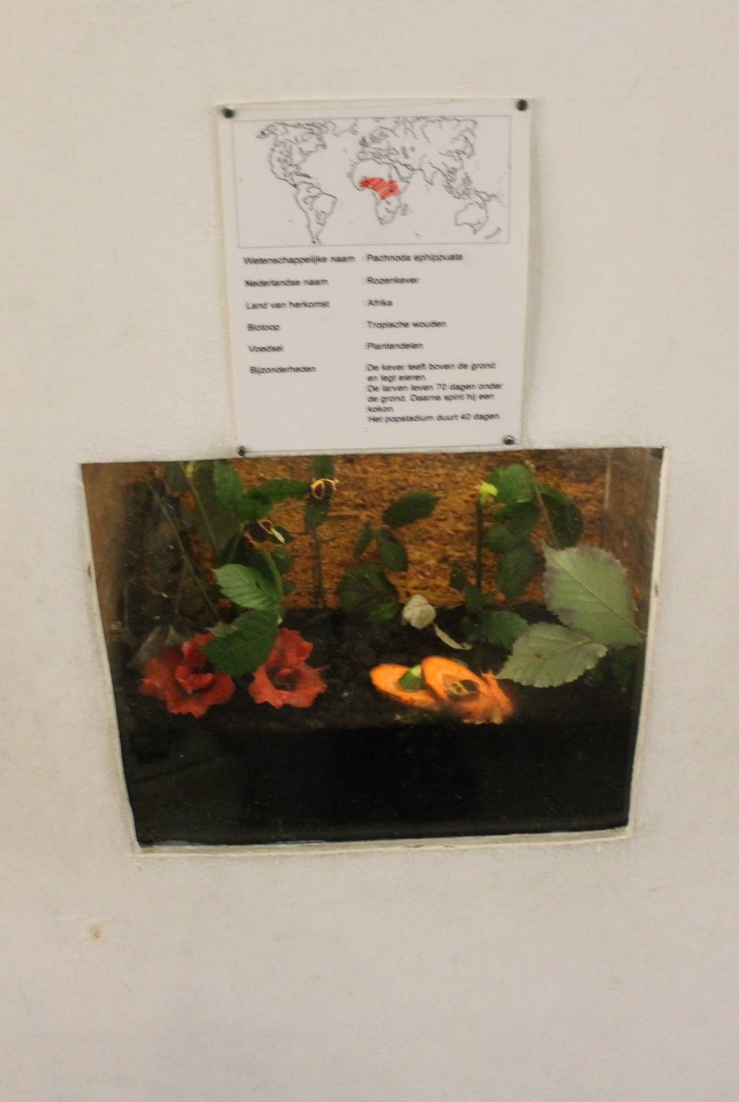 Enclosure Pachnoda ephippuata