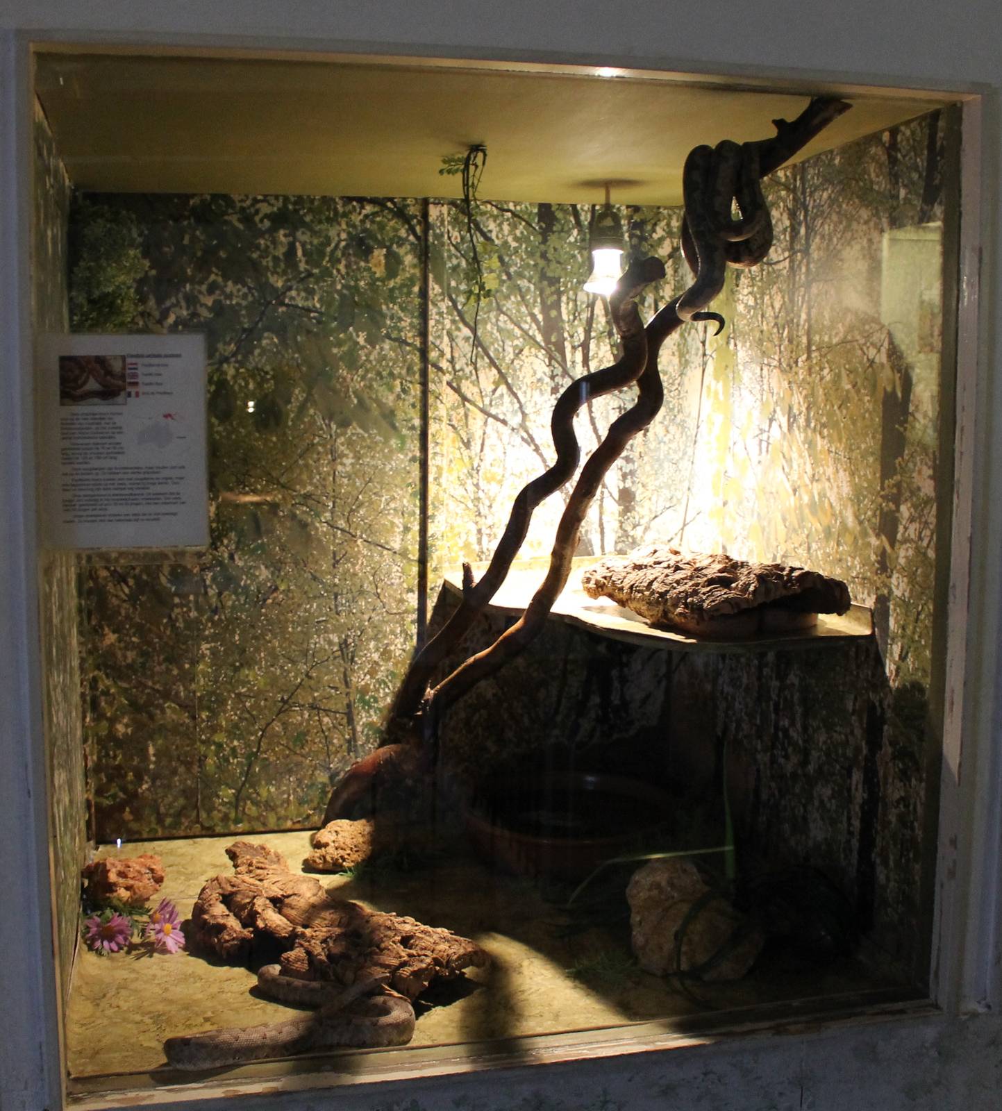Enclosure Pacific boa