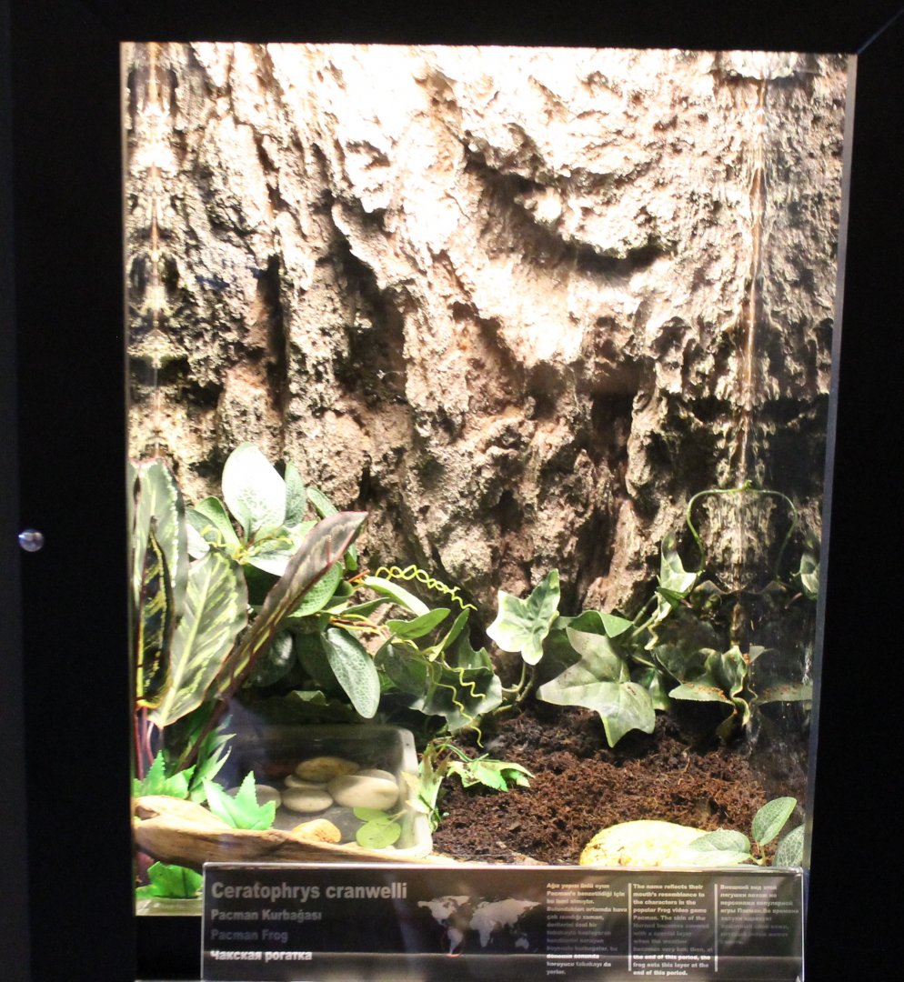 Enclosure Packman frog