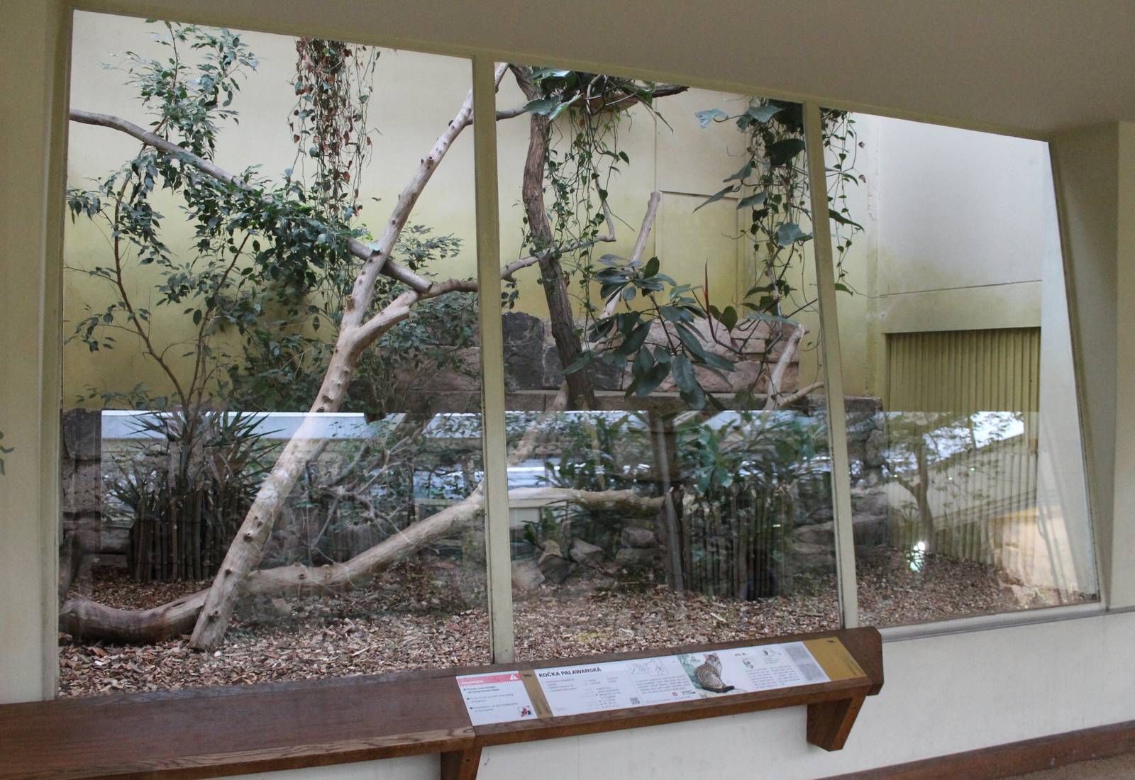 Enclosure Palawan leopard cat