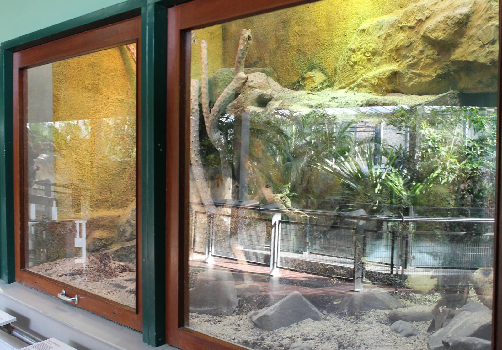 Enclosure Pancake tortoise, Common agame and Plated lizard