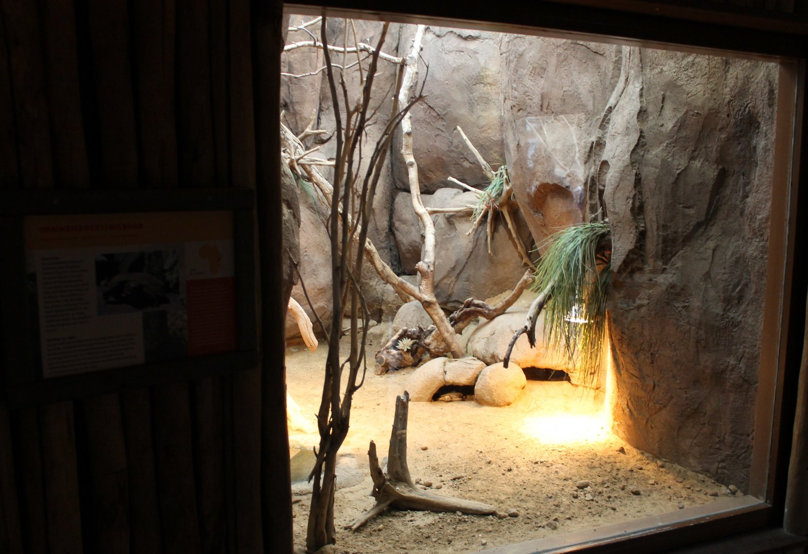Enclosure Pancake tortoise