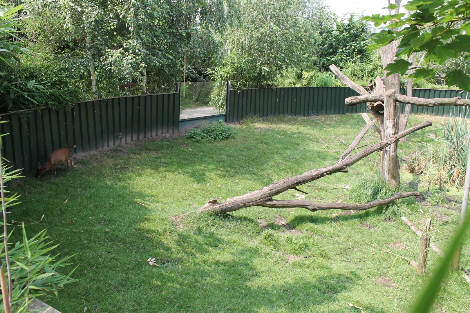 Enclosure Panda and Muntjac