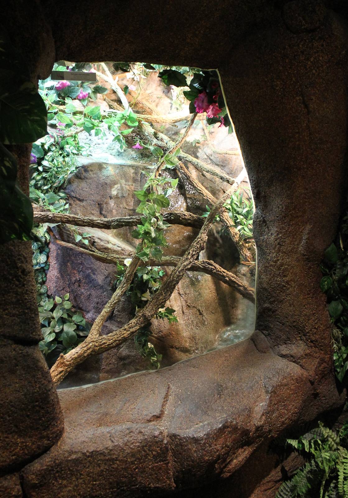 Enclosure Panther chameleon