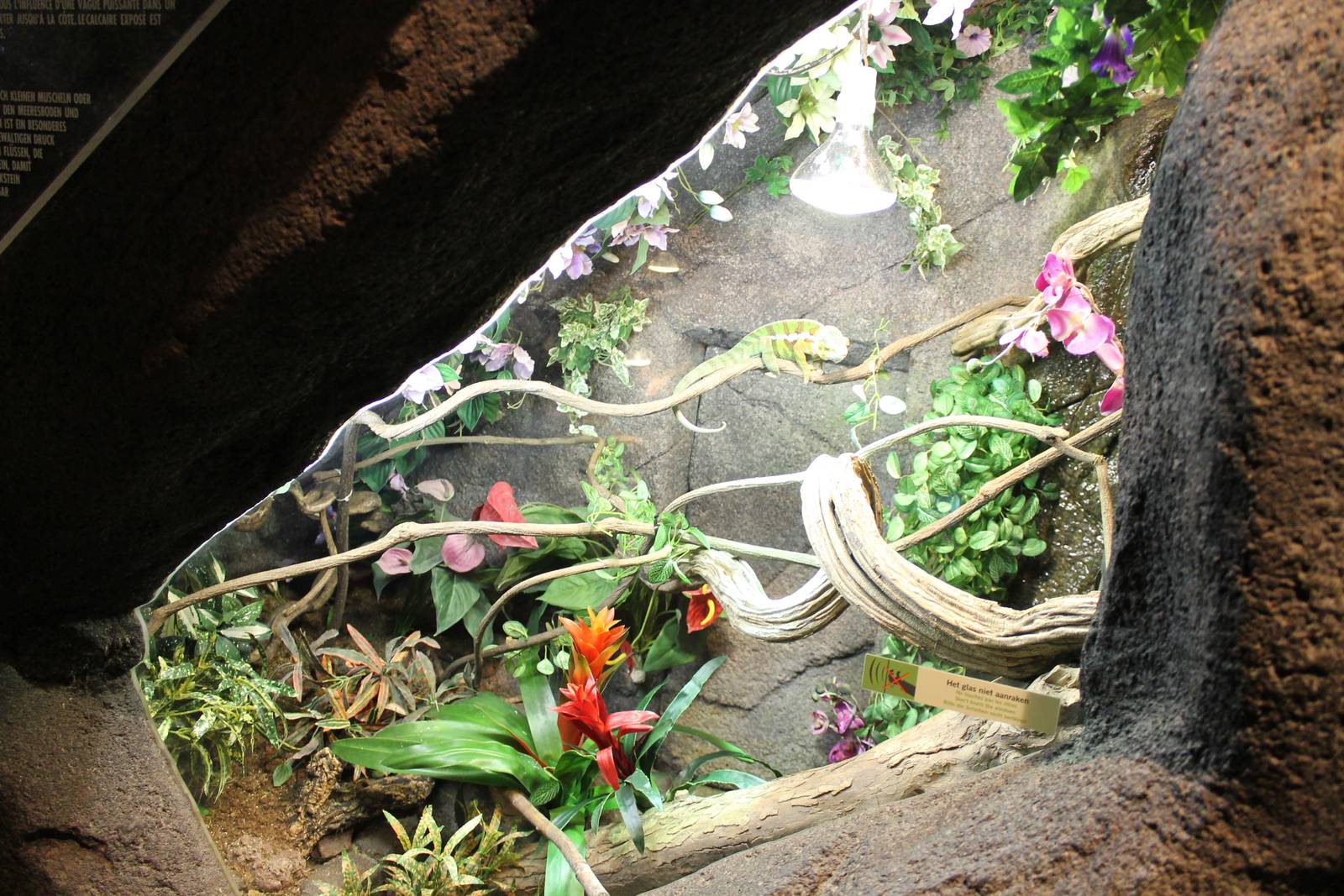 Enclosure Panther chameleon