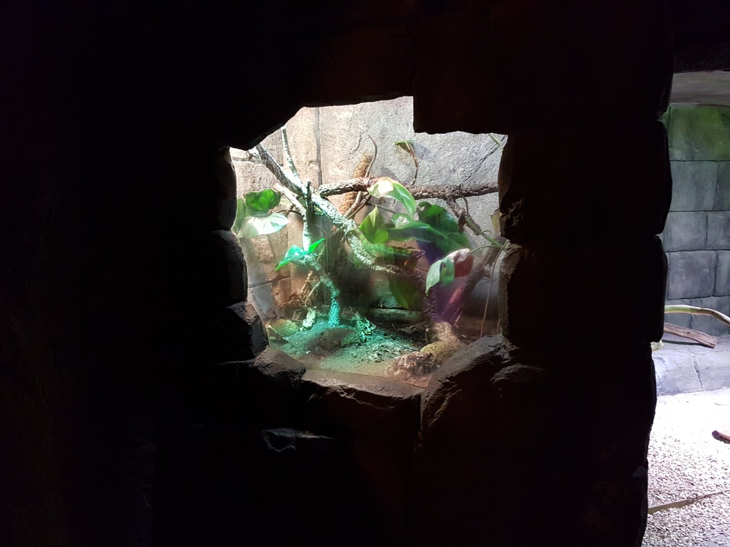 Enclosure Panther chameleon