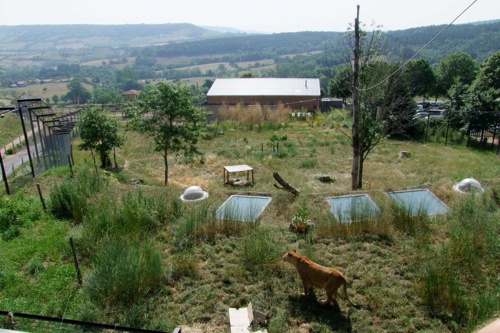 Enclosure Panthera leo