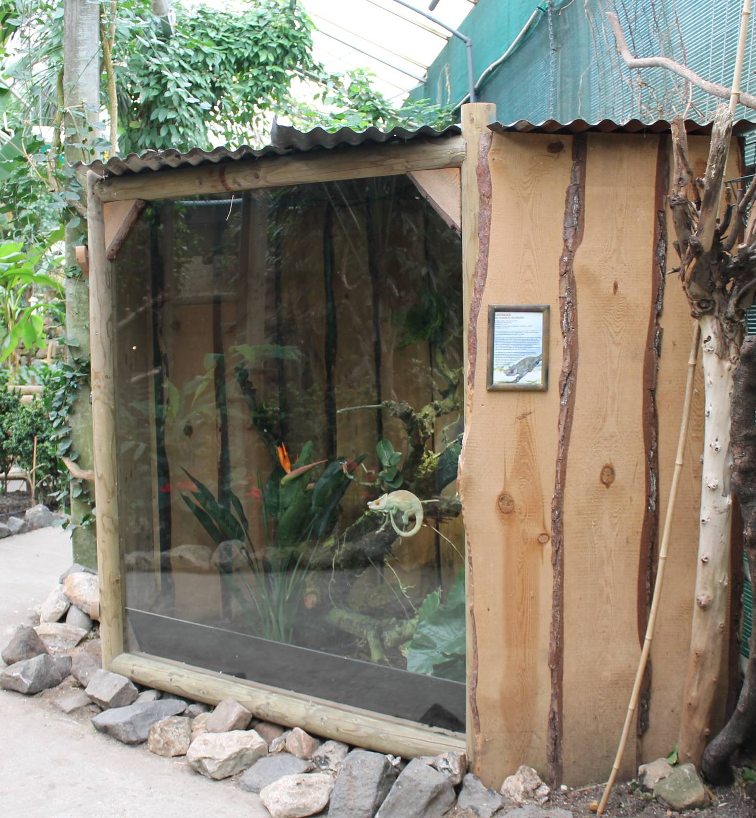 Enclosure Parson's chameleon